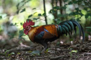 Nicht nur wildfarben, sondern richtig wild: Einer der Väter unserer Haushühner - ein Bankivahahn im Regenwald Südostasiens. | Foto: Jason Thompson