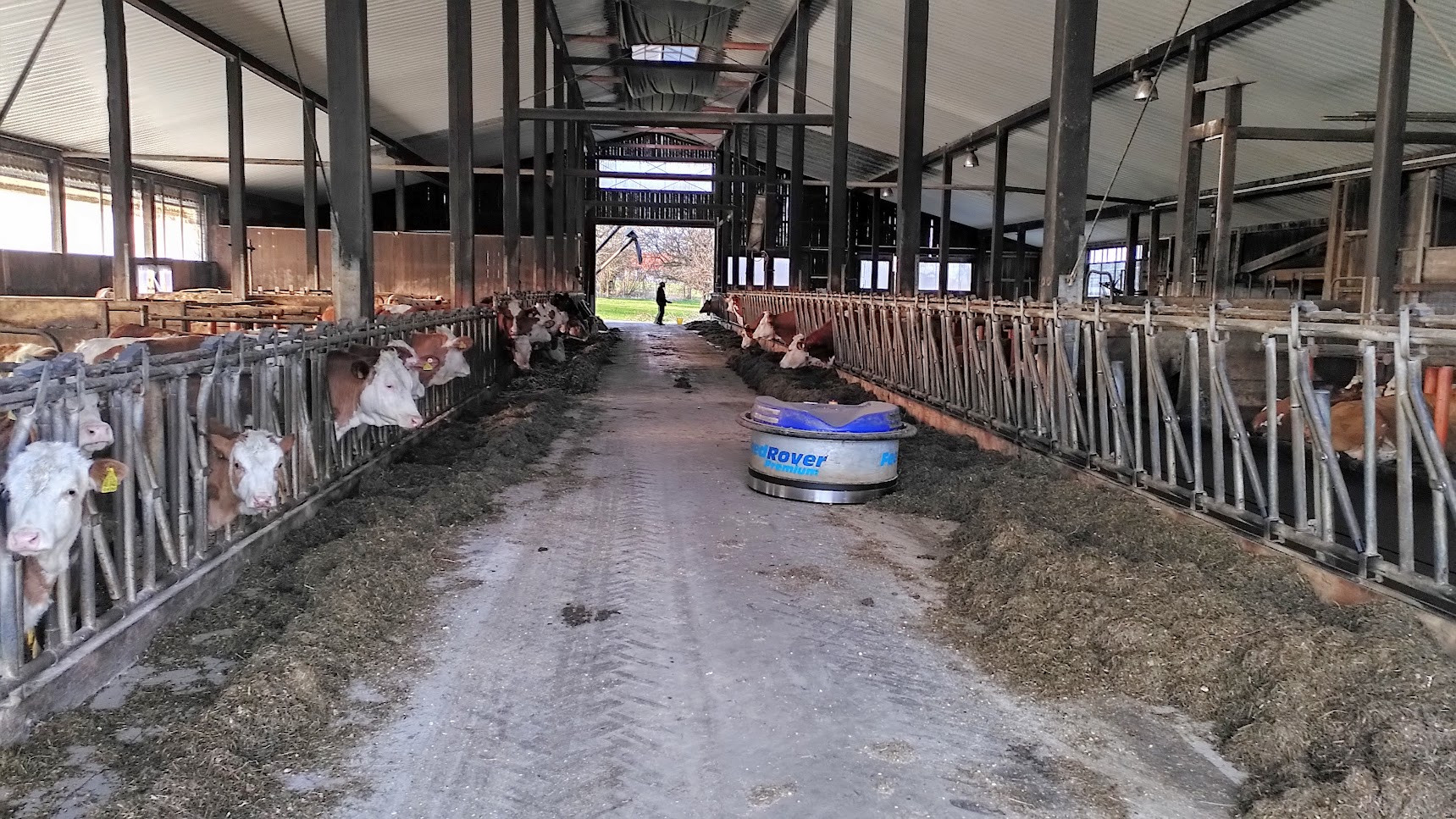 Der »Feed Rover« schiebt das Futter den Rindern vors Maul, auch wenn die Bäuerin oder der Bauer gerade nicht da sind. Der Laufstall auf dem Hof Käsweber: Links die Seite der Nachzucht, rechts die Kühe, die jederzeit auf die Weide können. | Foto: Florian Schwinn