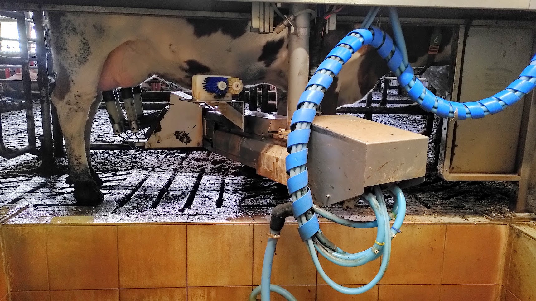 Melkerinnen und Melker kennen diesen seltsamen Ausschnittsblick auf die Kuh. Hier arbeitet aber ein Roboter. Die Maschine weiß auch, ob die Kuh überhaupt eine »Melkberechtigung« hat. Wenn sie erst vor kurzem da war, fängt er seine Arbeit garnicht erst an. | Foto: Florian Schwinn