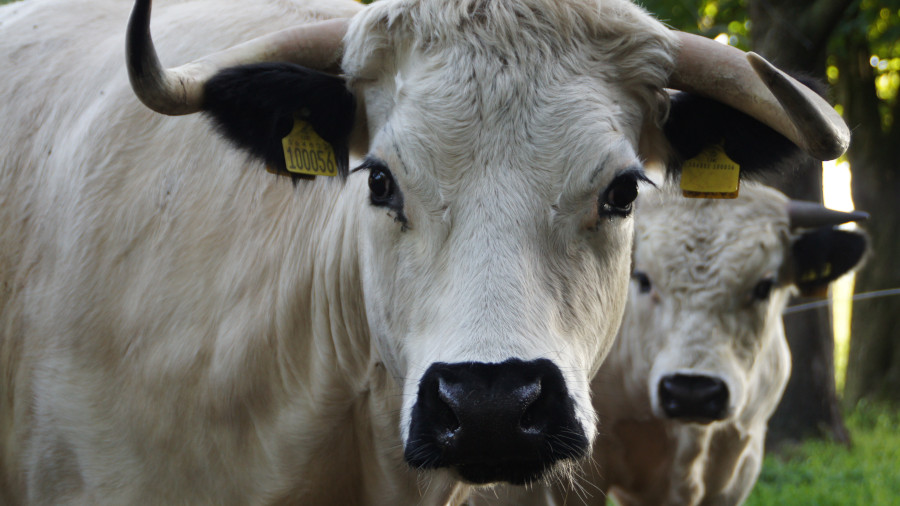 BU dazu: Das Englische Parkrind, eine der ältesten Rinderrassen der Welt, leistet heute beste Dienste auch in Deutschland: Im Naturschutz bei der Offenhaltung von Weideflächen für mehr Biodiversität. | Foto: Lisa Iwon / Arche Warder