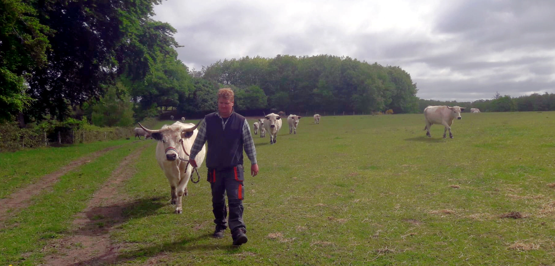 Sie sind wirklich robust und die Top-Tiere für ganzjährige Beweidung, außerdem gelassen und freundlich. So charakterisiert Tierpfleger Christoph Gorniak die Englischen Parkrinder. | Foto: Arche Warder