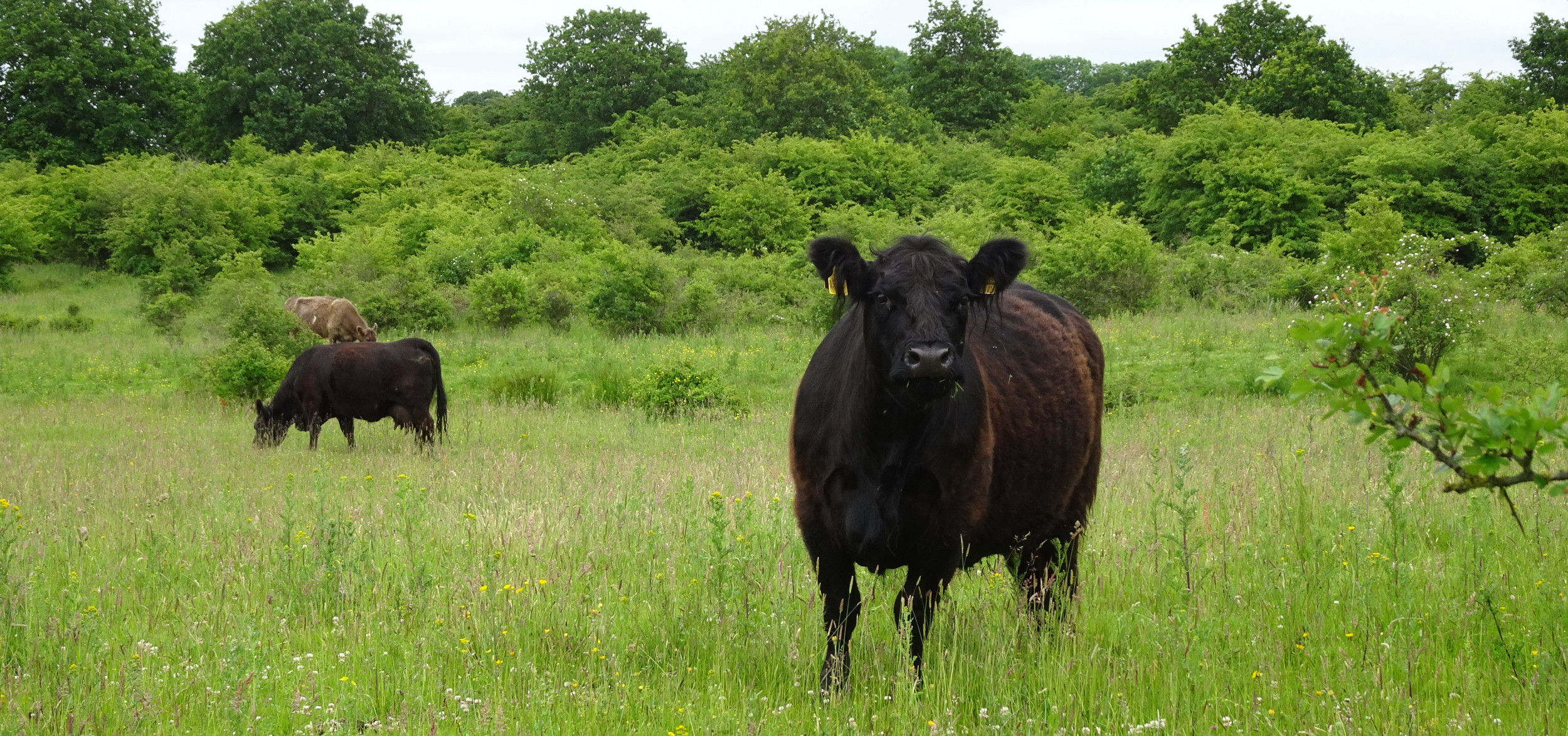 Beispiel für ein gelungenes Beweidungsprojekt zur Förderung von Biodiversität und Landschaftsschutz: ein ehemeliger Truppenübungsplatz, heute das Stiftungsland Schäferhaus, vorgestellt im Blog »Landwirtschaft als Naturschutz«. | Foto: Florian Schwinn