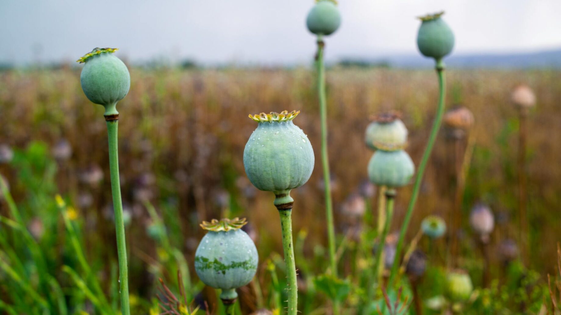 Mohn