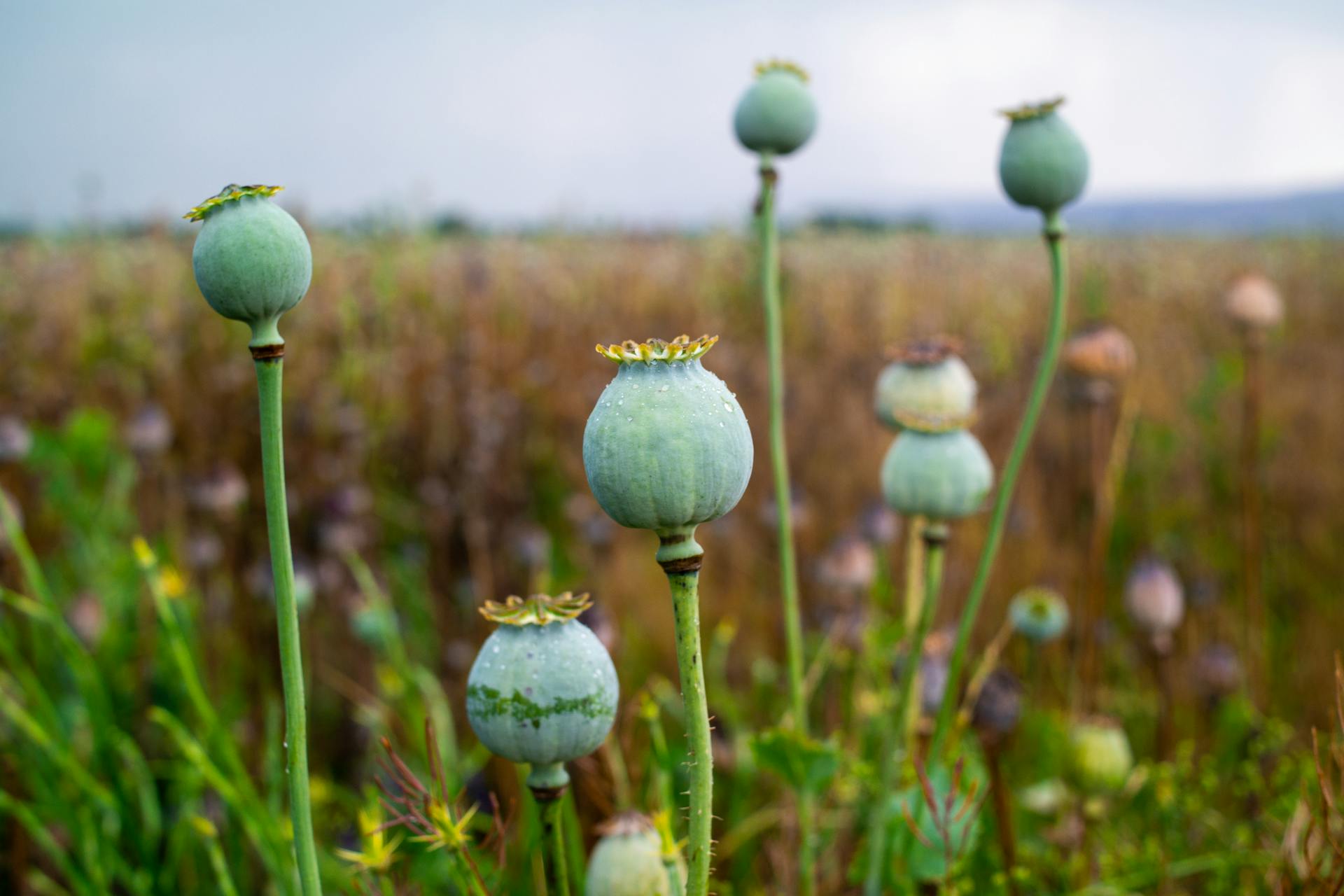 Mohn