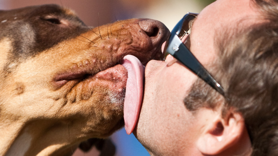 Kuss zwischen Mann und Hund.