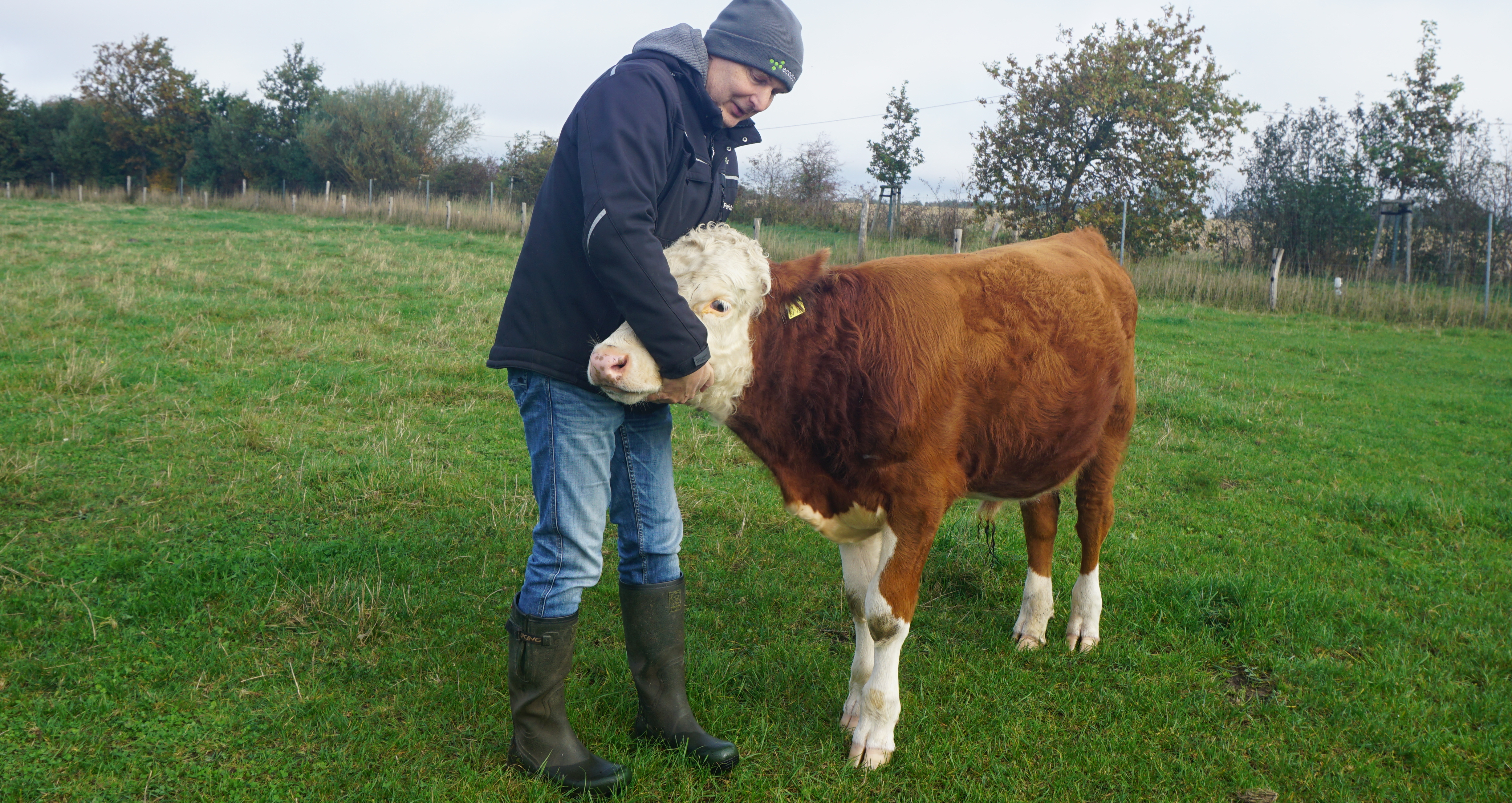 Dieses Bullenkalb musste mit der Flasche aufgezogen werden, nachdem die Mutter ausgefallen war. Das hat es besonders anhänglich werden lassen, so dass es seinen Bauern jetzt immer persönlich begrüßt.