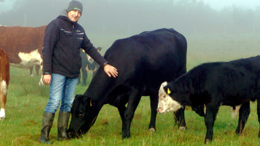 Herbstlicher Besuch im Nebel: Sven-Hermann Pohlmann bei seiner kleinen Rinderherde in der von seiner Firma gestalteten Weidelandschaft, die Ökopunkte für Bauherrenb generiert hat und jetzt extensiv bewirtschaftet wird. | Alle Fotos: Florian Schwinn