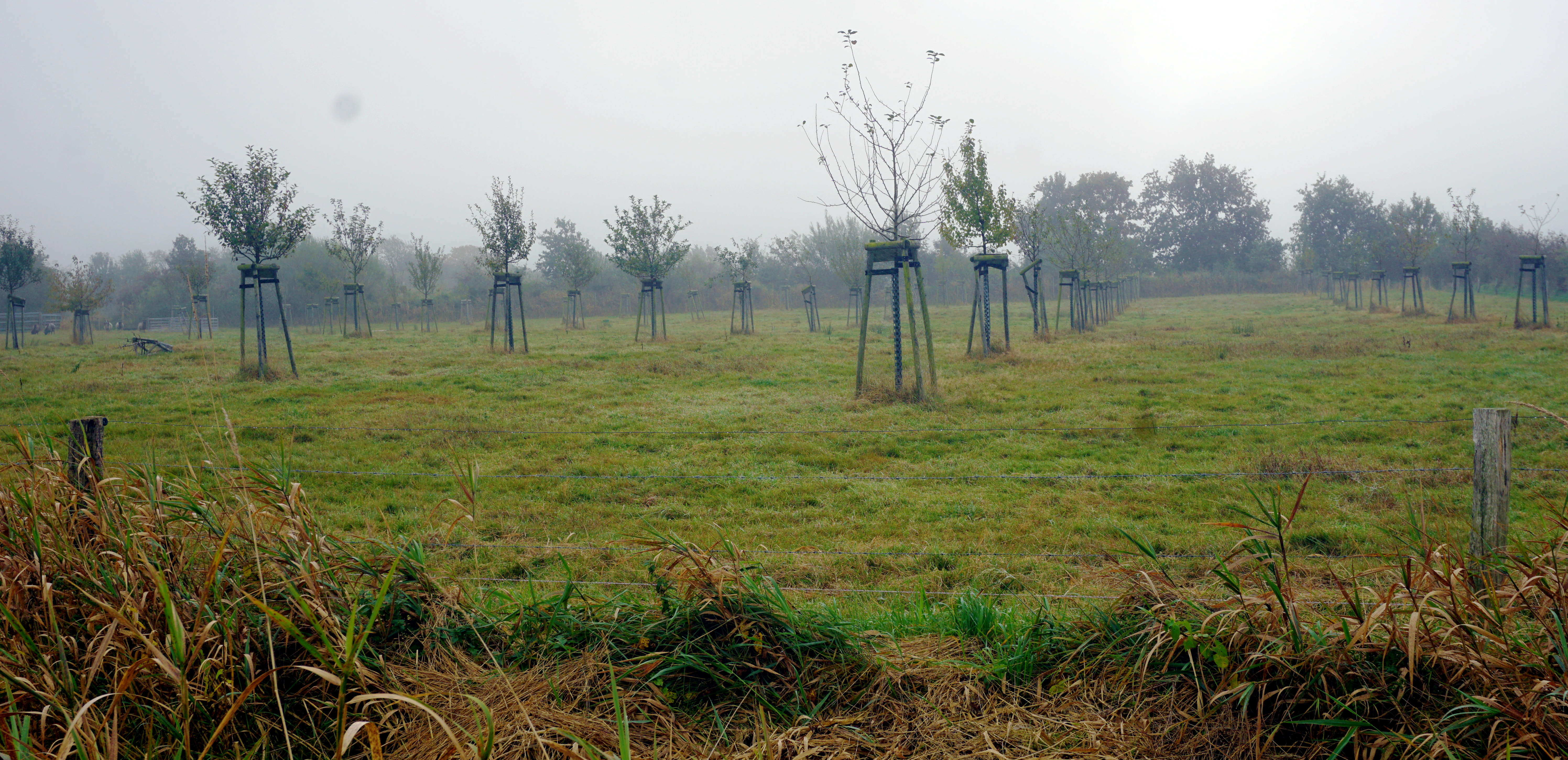 Auch so kann ein Ökokonto aussehen: Eine neu angelegte Streuobstwiese, wobei das Wort Wiese nicht ganz passt, denn hier weiden Schafe.