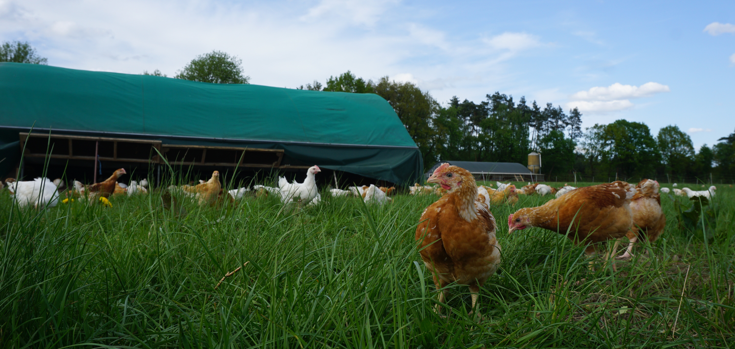 Im Hintergrund der Wintergarten eines Mobilstalls auf dem Bauckhof - hier geöffnet. In Zeiten der Vogelgrippe immerhin ein Auslauf für die eingeschlossenen Tiere. | Foto: Florian Schwinn