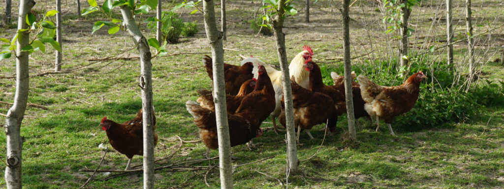 Ein Bild aus besseren Zeiten: Hahn und Legehennen draußen unter den Pappeln auf den Hühnerweiden des Bauckhofs in Klein-Süstedt. Freilandhaltung wie sie sein soll. | Foto: Florian Schwinn