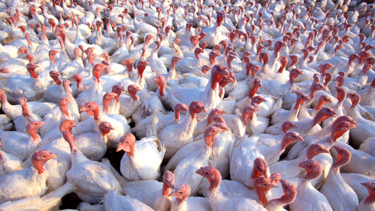 Werden hier nicht nur Puten gemästet sondern auch Viren gezüchtet? Truthähne in sogenannter Bodenhaltung: Kaum genug Boden zum drauf Stehen. | Foto: USDA Scott Bauer