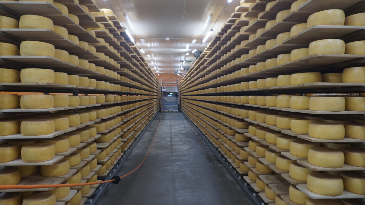 Melkt 500 Kühe und verkauft keinen einzigen Liter Milch. Alles wird Käse beim Backensholzer Hof. | Alle Fotos: Florian Schwinn