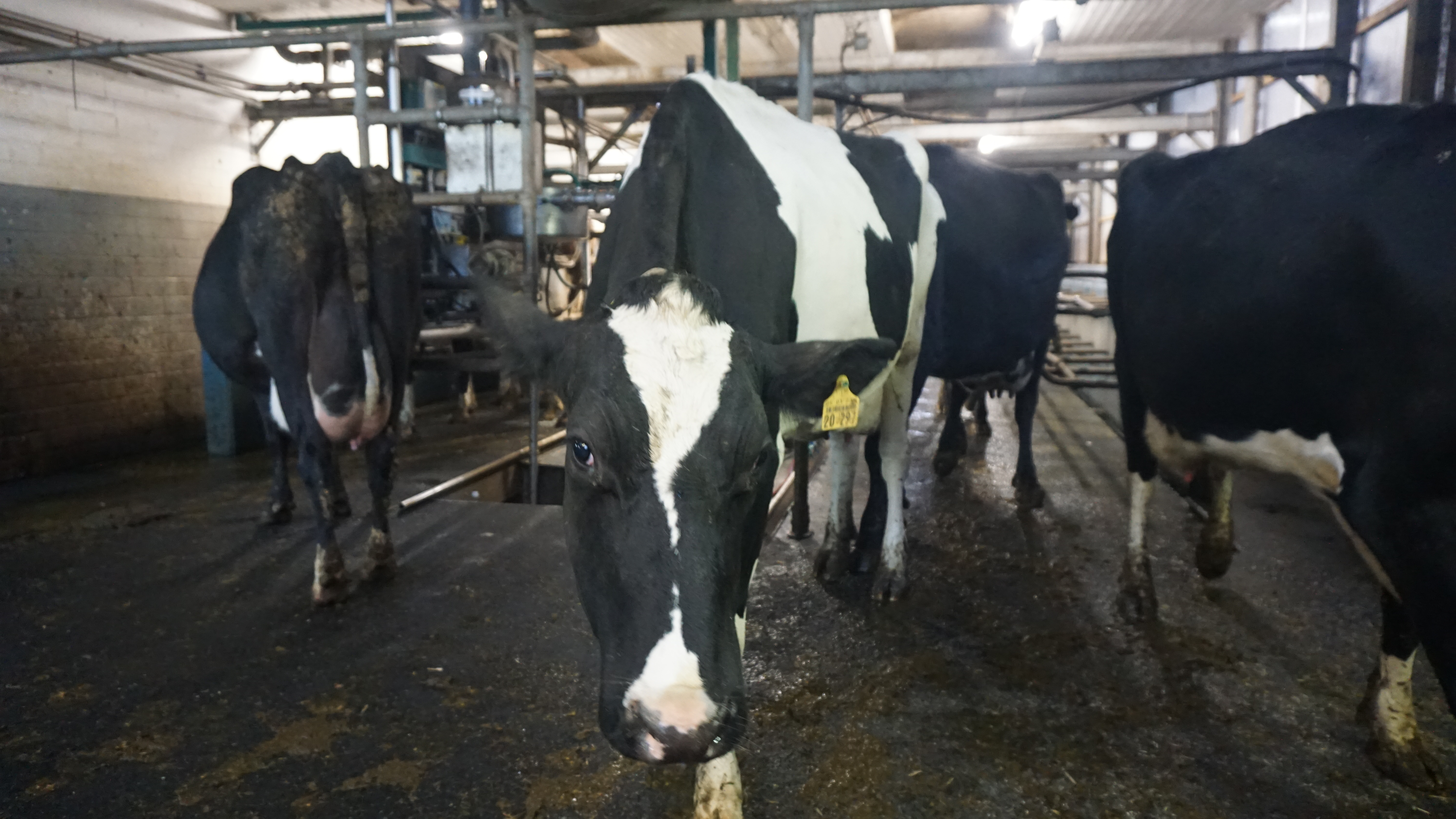 Kühe sind neugierig - auch im Melkstand, obwohl draußen frisches Futter wartet.