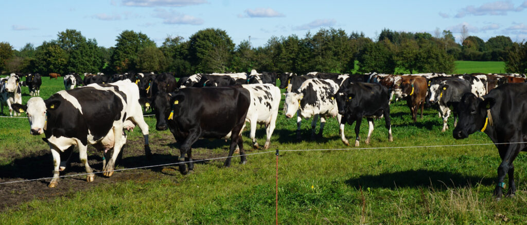 Reichlich selbstständig auf dem Weg zumMelkstand: die Weidekühe von Backensholz. In der warmen Jahreszeit sind sie jeden Tag draußen.