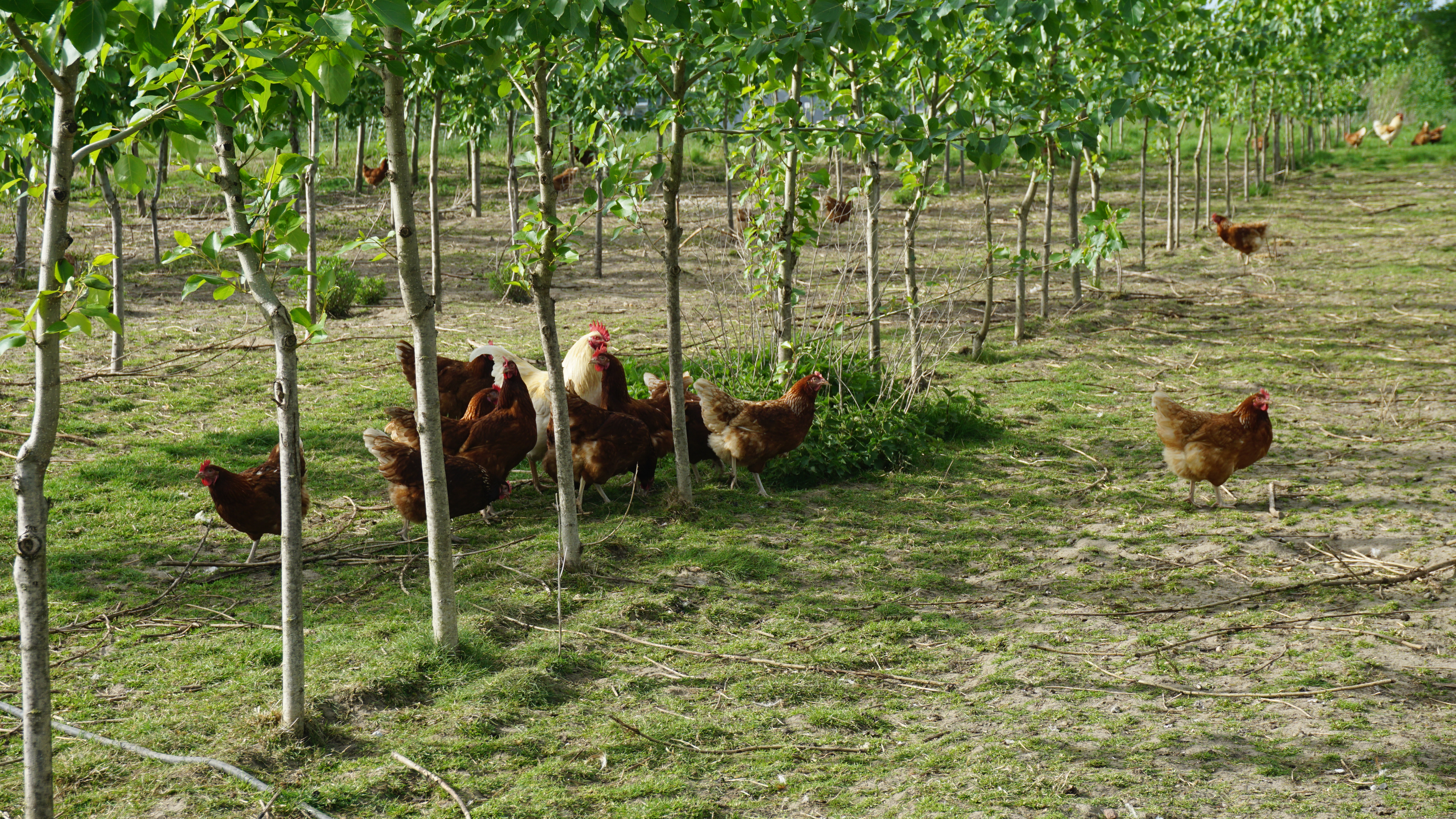 Die Käfighaltung von Legehennen ist in Deutschland seit Anfang 2026 verboten. Dies hier ist aber nicht etwa der neue Standard für die Legehennen. Die ist tatsächlich Tierwohl: Auslauf unter Pappeln, die Schutz vor Greifvögeln bieten.