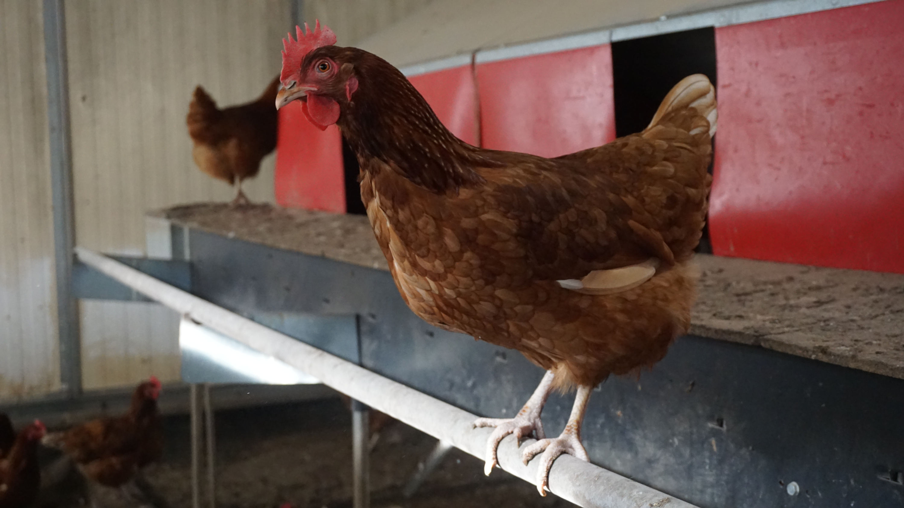 »Sind das nicht schöne Tiere?« hat Carsten Bauck gefragt. Ja, das sind schöne Tiere. Ganz anders als die auf den Fotos von den Legebatterien, die wir so kennen. Makellos glänzendes Federkleid, aufmerksam, nicht verschreckt - aber ein Hybridhuhn aus industrieller Zucht.