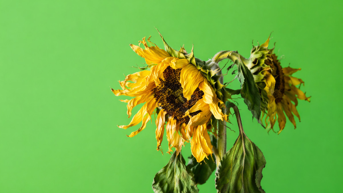 Zerrupfte Sonnenblumen, Symbolbild: Grünen in der Krise.
