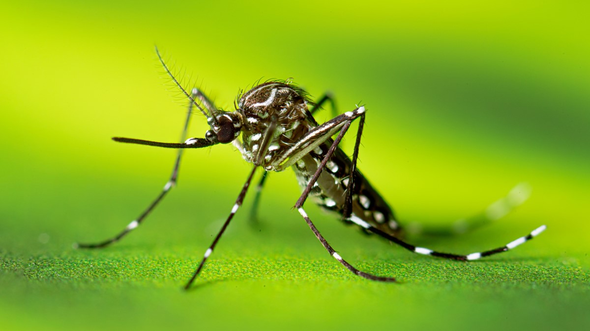 Aedes aegypti (Gelbfiebermücke). Bild: CDC