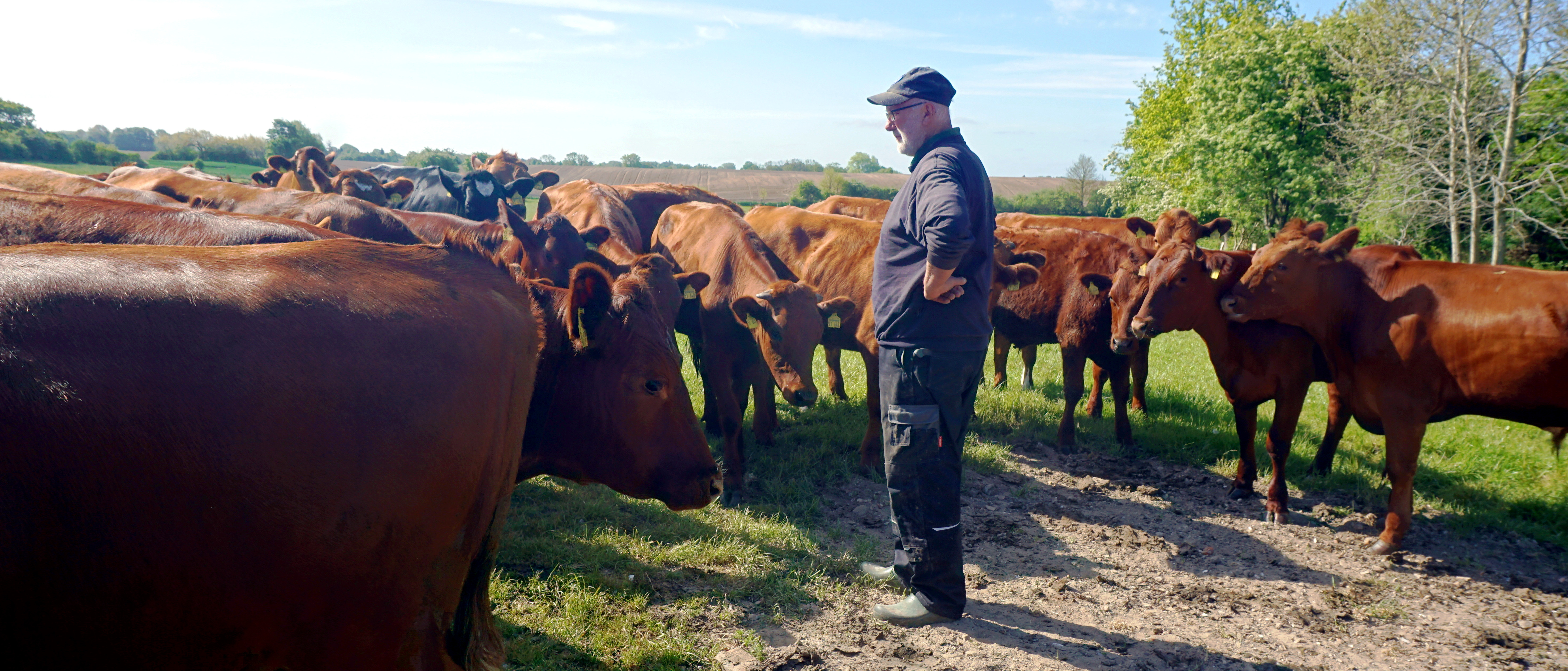 Auch das gehört zum Projekt Kalb und Kuh, wie es die Bauerngemeinschaft Hamfelder Hof angeht: Es gibt keine Kälbertransporte mehr. Alle Tiere belieben auf dem Hof. Hier besucht Johannes Tams eine Herde von Färsen und Ochsen.