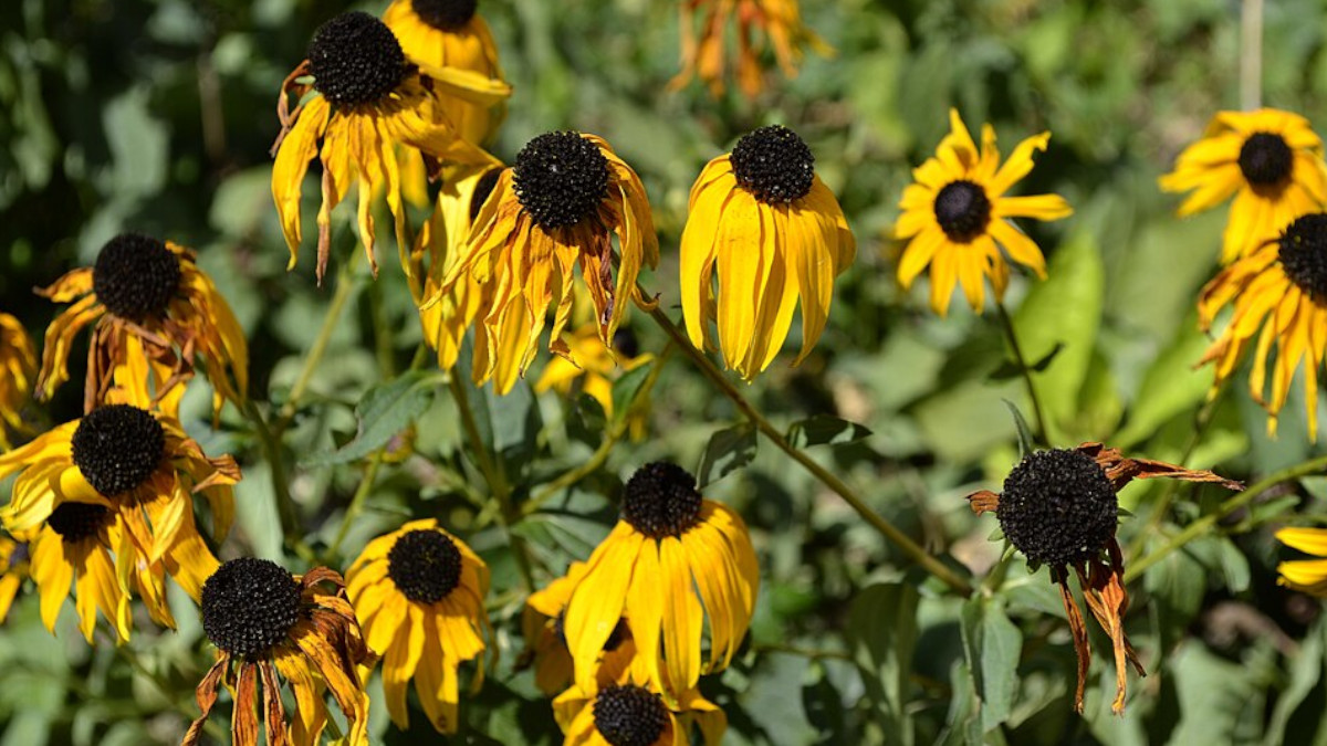 Rudbeckia fulgida during the Summer heat