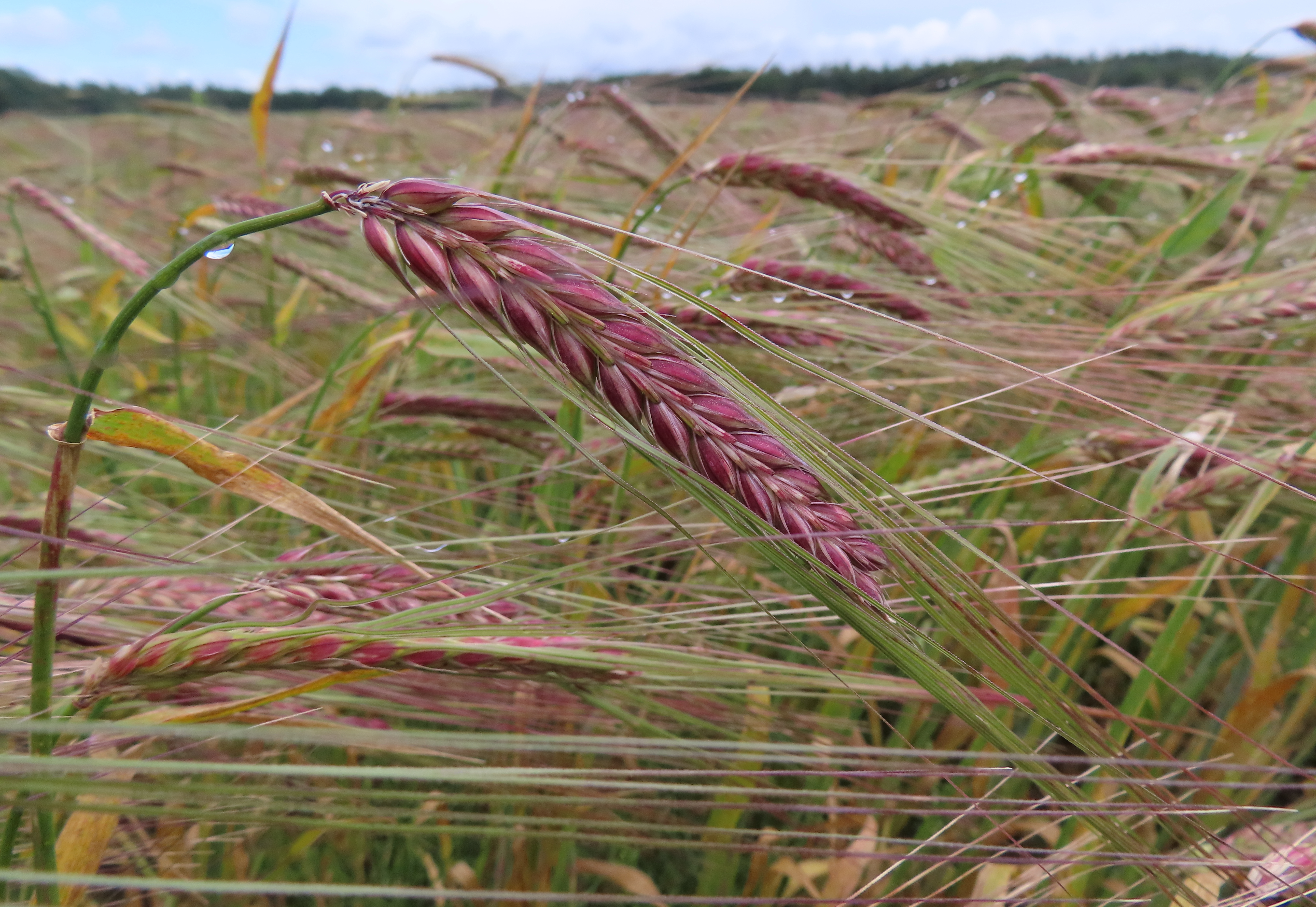 Etwas kräftiger und herber im Geschmack als ihre helle Verwandte: Gerste in Lila in einer Zuchtparzelle von Cultivari im Wendland. | Foto: Cultivari