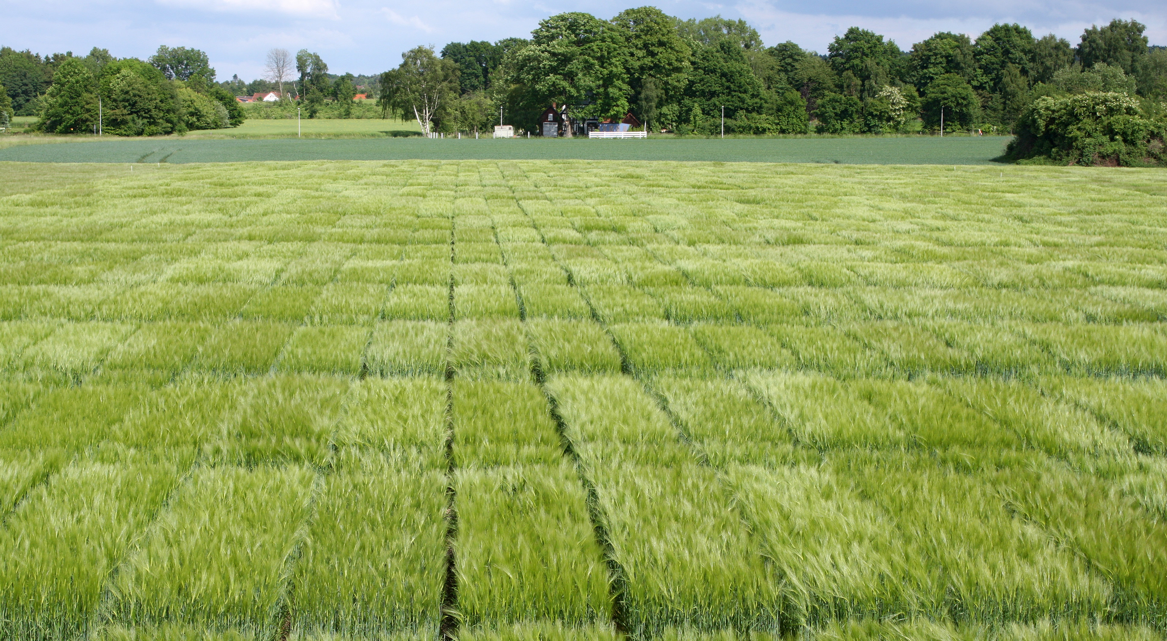 Zuchtparzellen auf einem Feld von Gerstoni. Hier entsteht das Saatgut für das nächste Jahr. Hier wird die Sorte weiter gepflegt. | Foto: Gerstoni